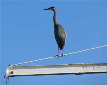 image16.jpg - half Herron