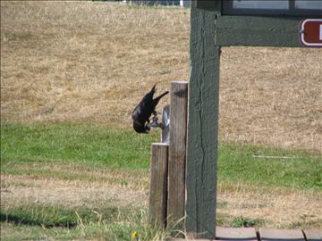 image18.jpg - half Thirsty Crow