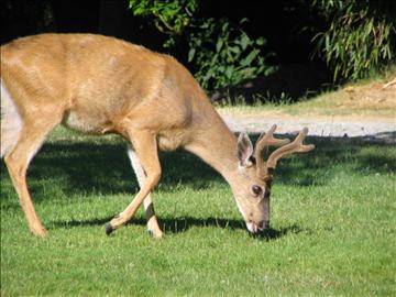 image19.jpg - half Deer