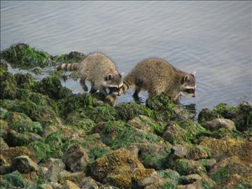 image20.jpg - half Raccoons